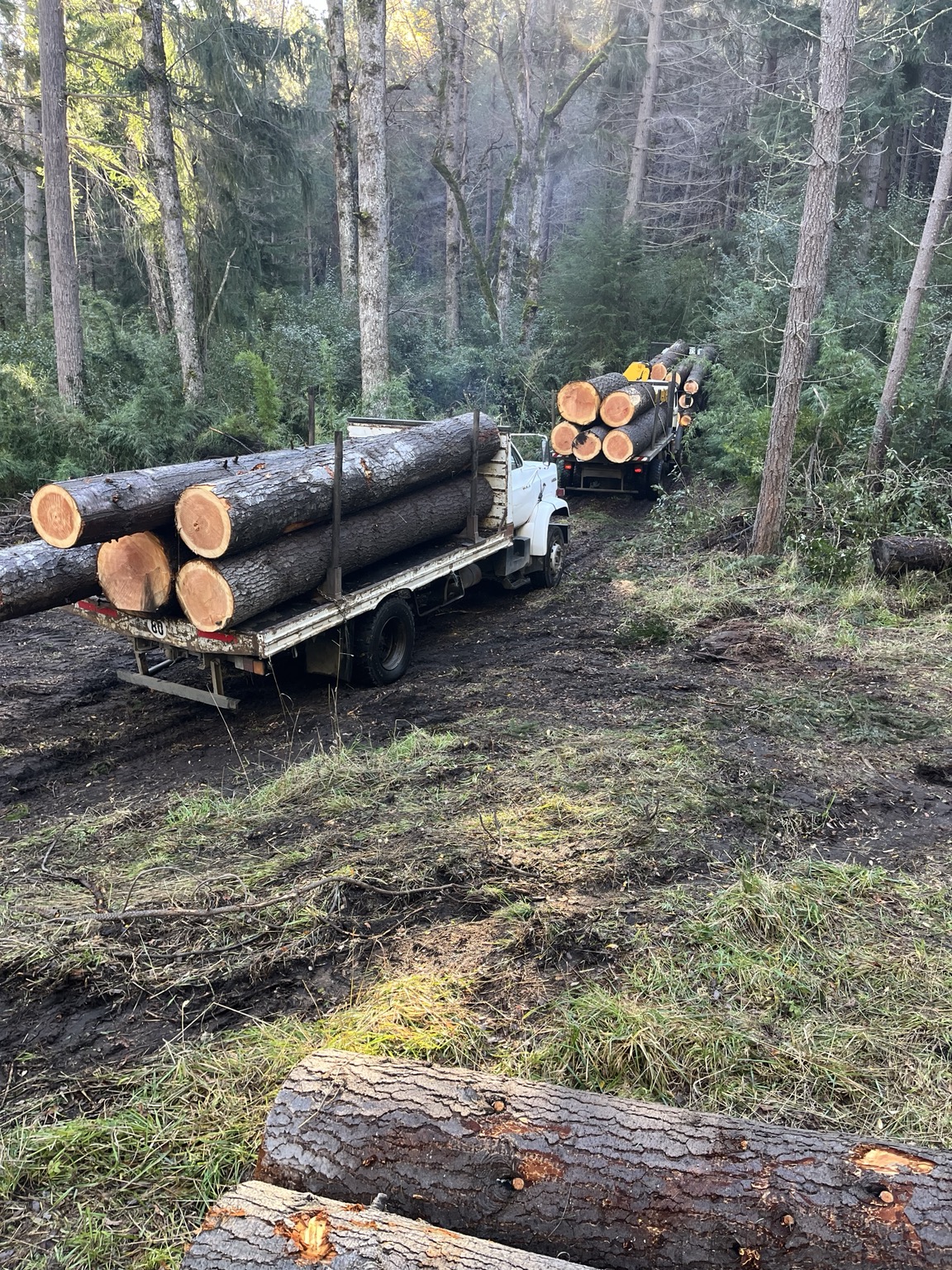 Camiones transportando troncos en el bosque